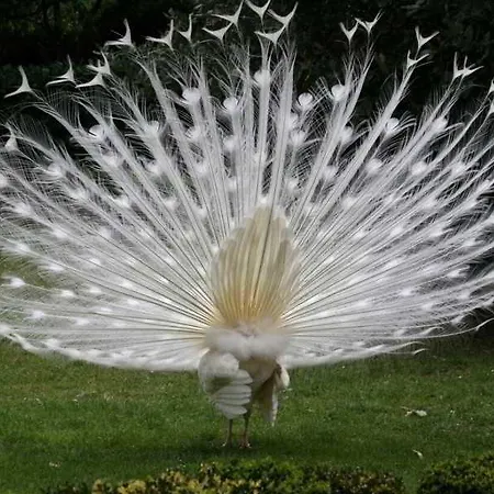 Poggio Hotel Arenzano