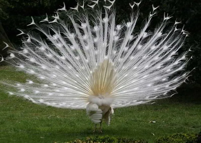 Poggio Hotel Arenzano